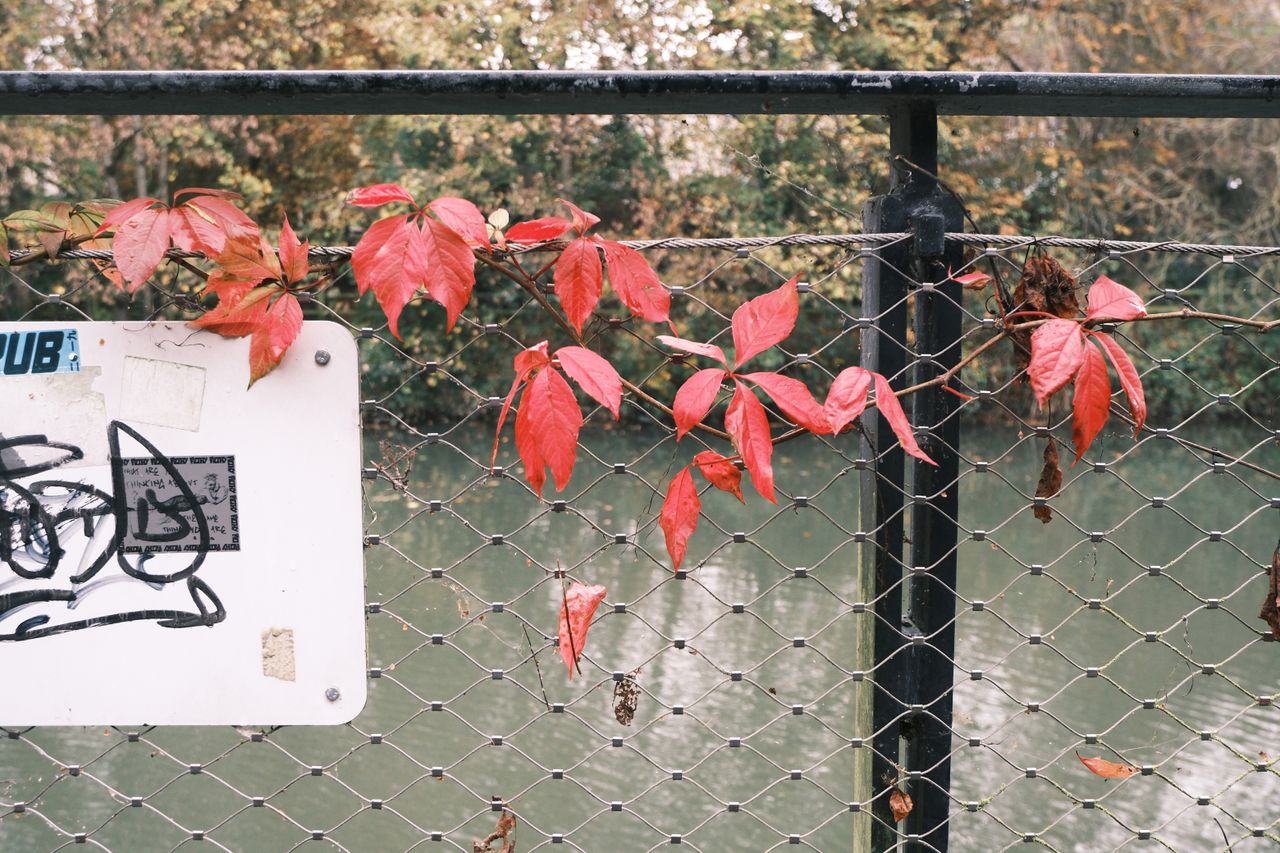 A photo of red leaves taken on a Fujifilm X-M5 camera
