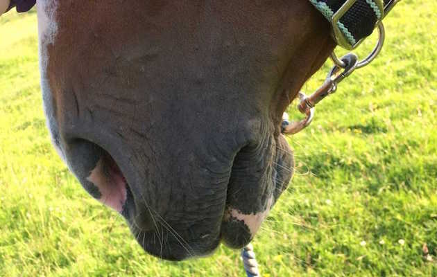 Nose, nostrils, muzzle, mouth, snort, breathing