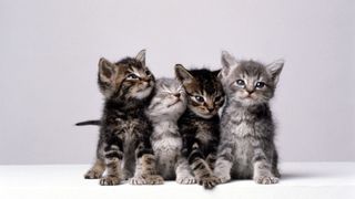 Interesting cat facts - four cats together