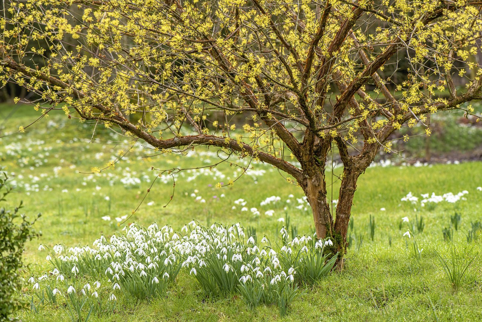 Lawn ideas: 10 gorgeous designs for plots of all shapes and sizes ...