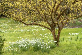 lawn ideas: snowdrops growing in grass