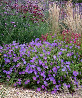 geranium rozanne growing in a garden along with other perennials