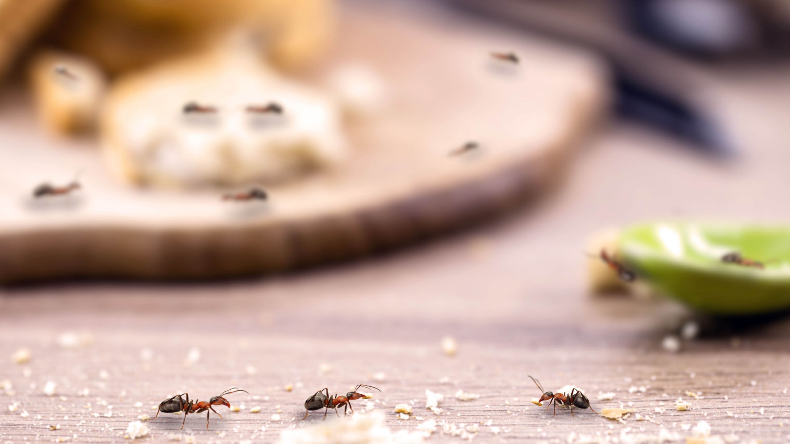 I stopped ants from taking over my countertop by removing this one kitchen item