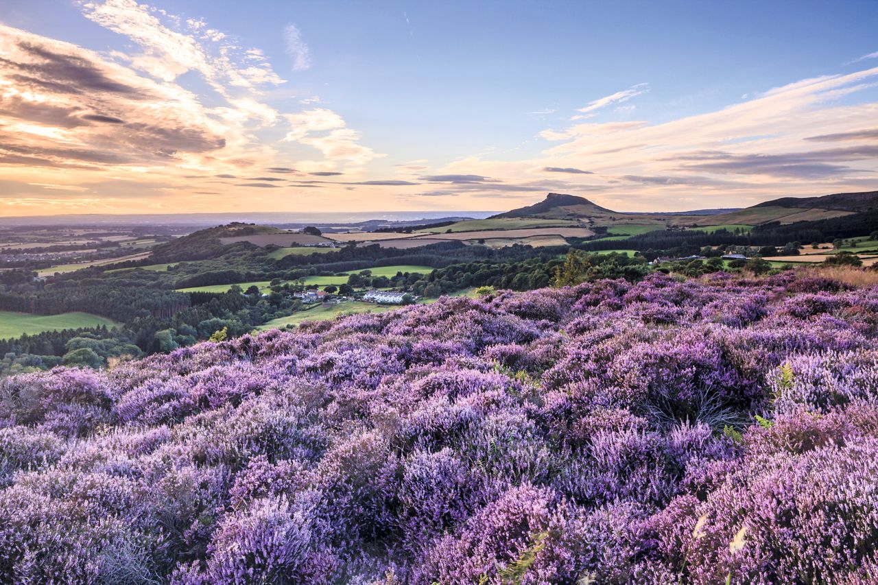 Purple reigns: heather in full bloom on the North York Moors near Roseberry Topping.