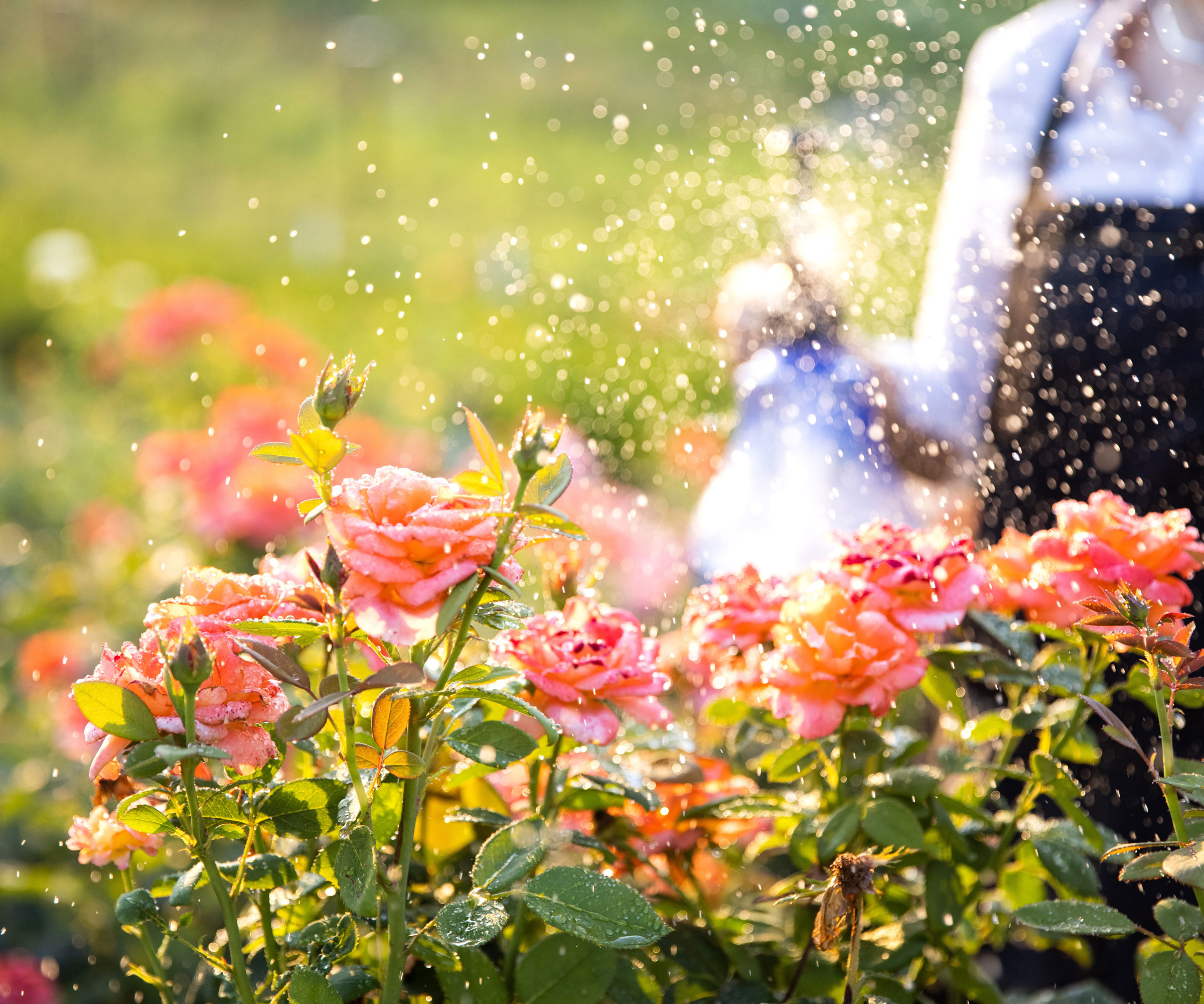 woman spraying pink roses with purple mister