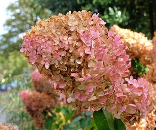 Browning hydrangea