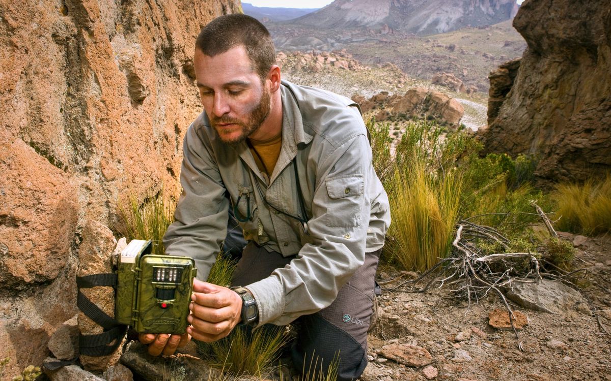 Andean Mountain Cat (Leopardus jacobita) biologist, Juan Reppucci, checking camera trap, Abra Granada, Andes, northwestern Argentina