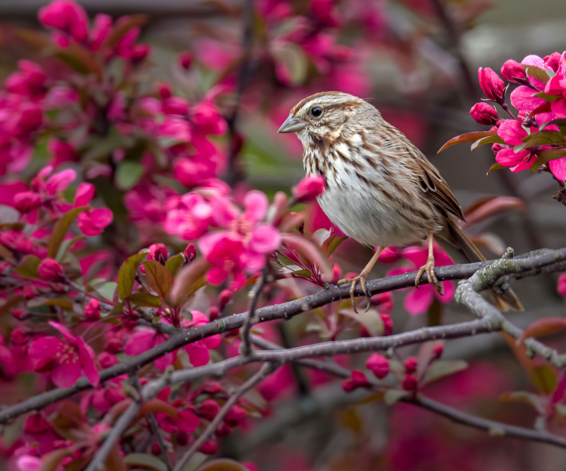 sparrow sitting on branch of pink flowering crab apple tree