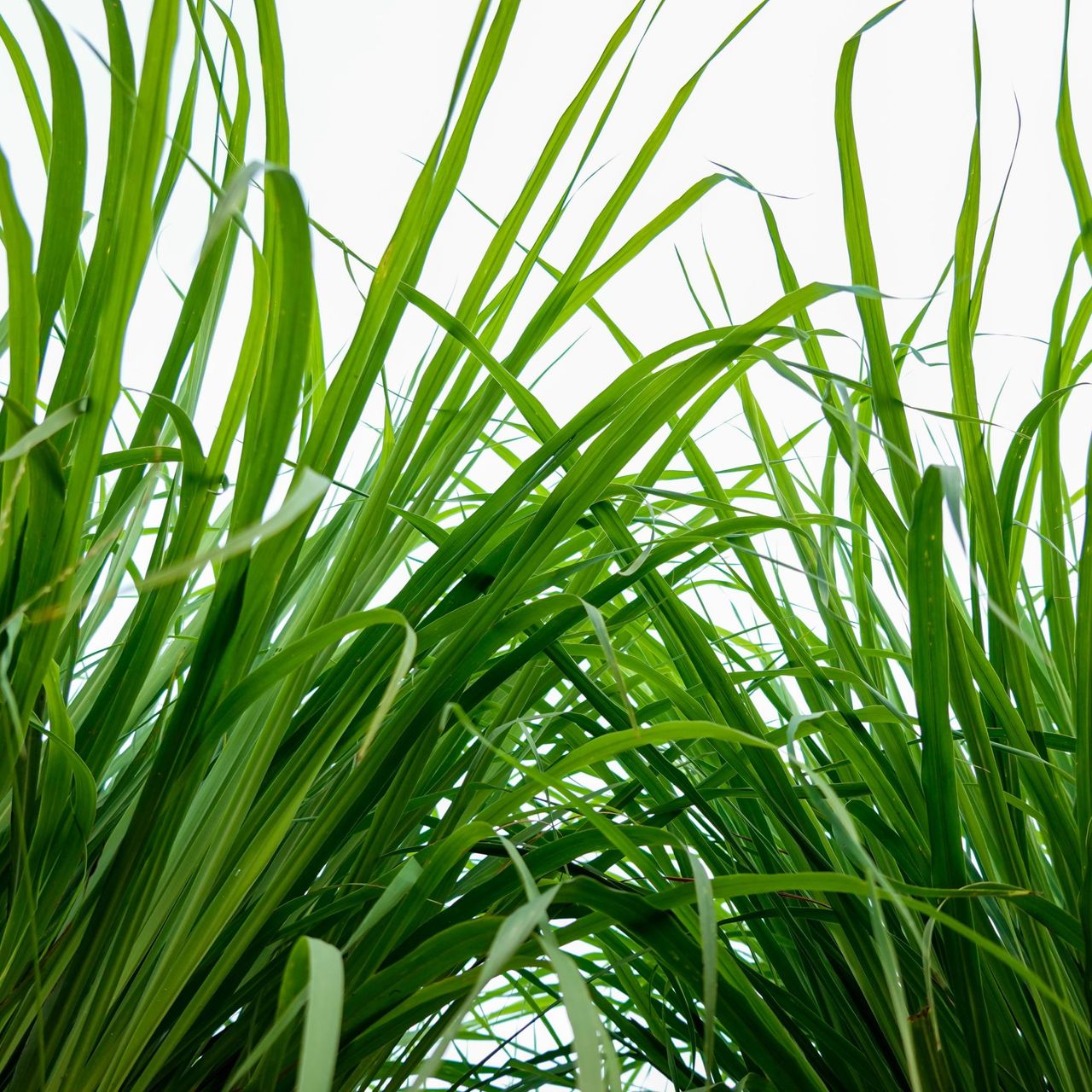 Mosquito repellent plants keep the bites at bay in the UK Ideal Home