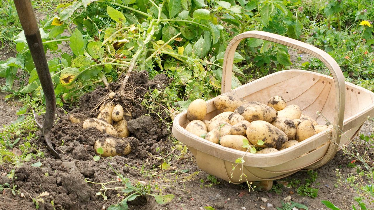 harvesting potatoes in trug