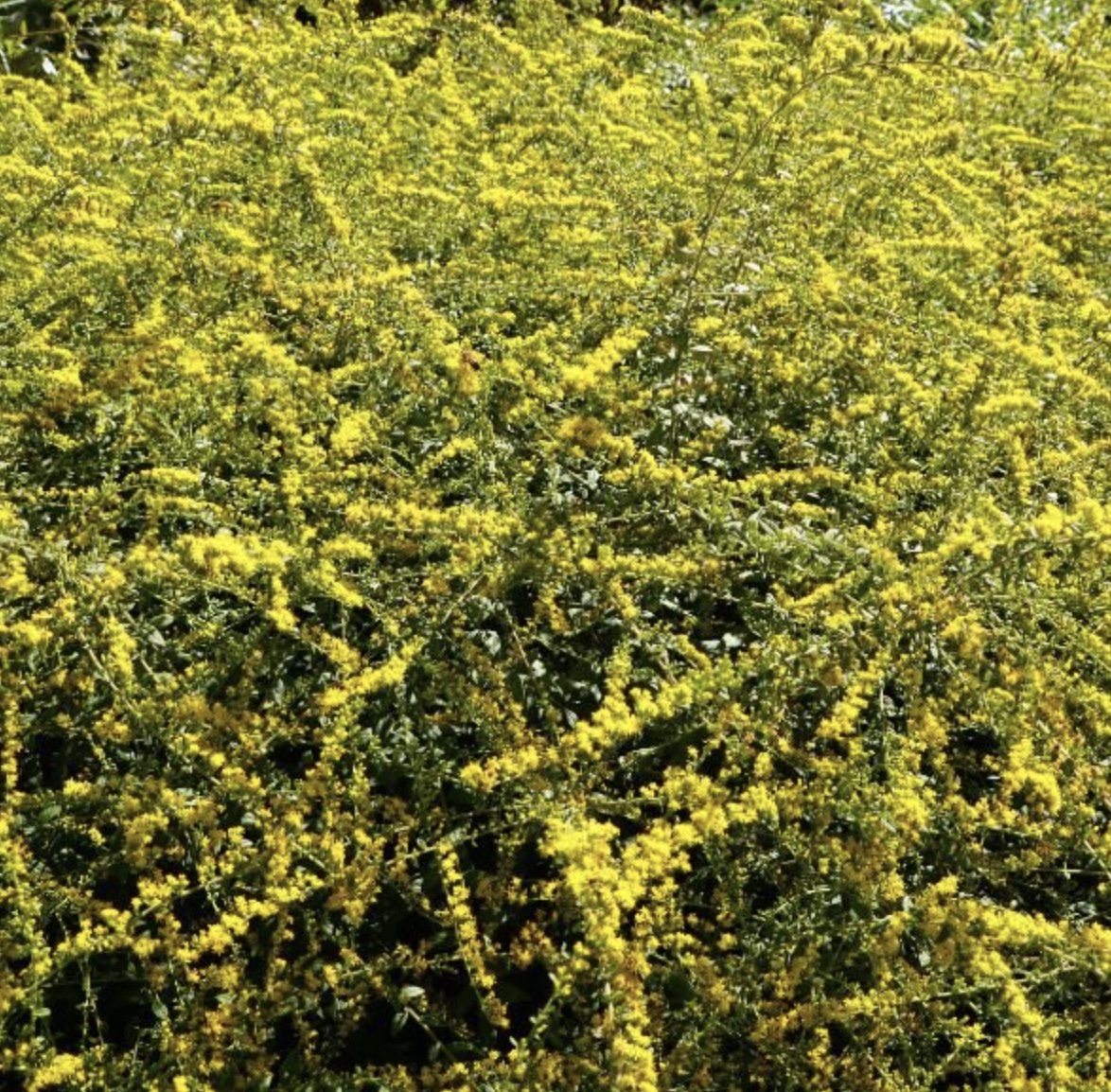 goldenrod variety Fireworks showing masses of yellow flowers