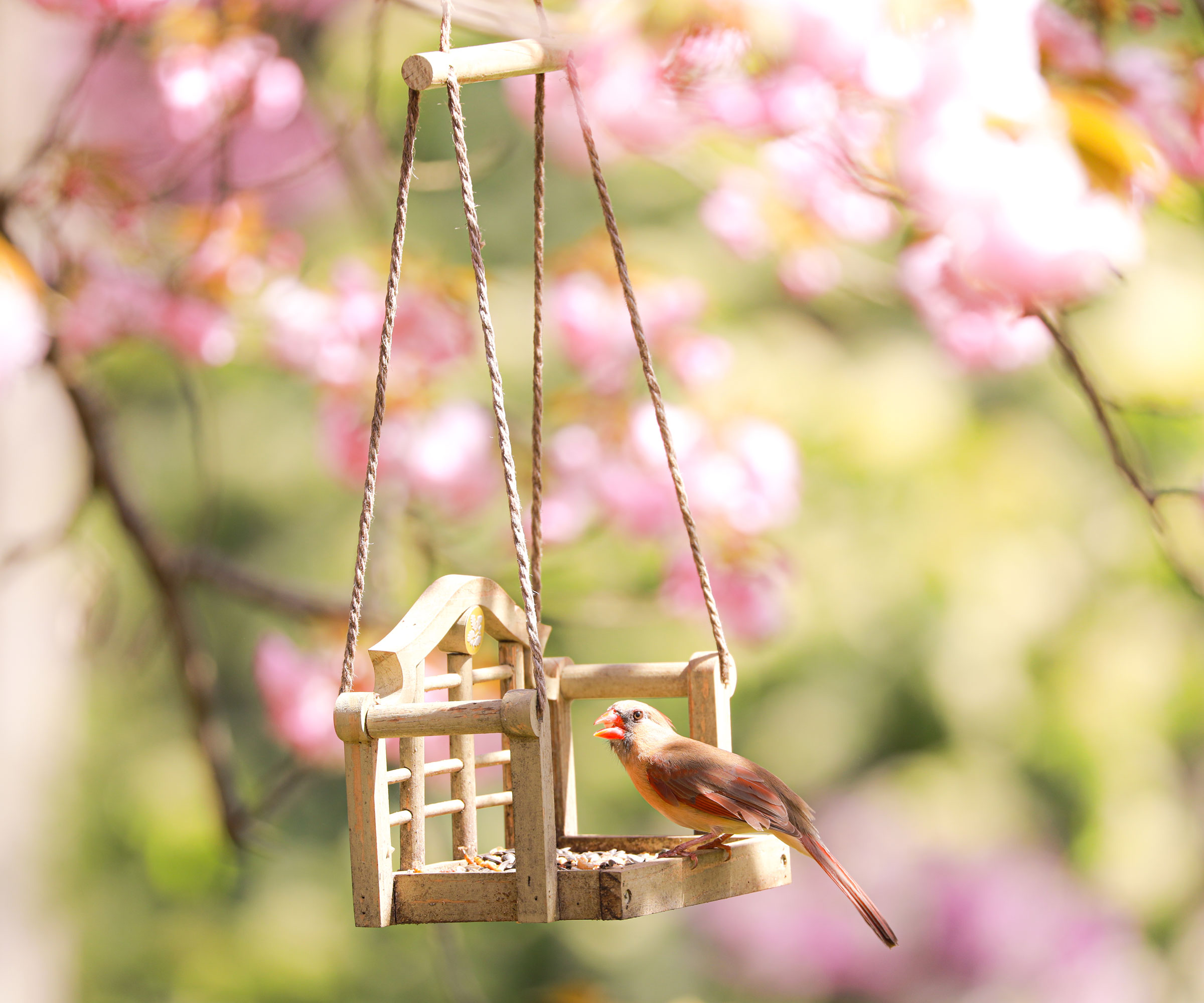 cardinal feeding from swinging bird feeder near peach blossoms in spring