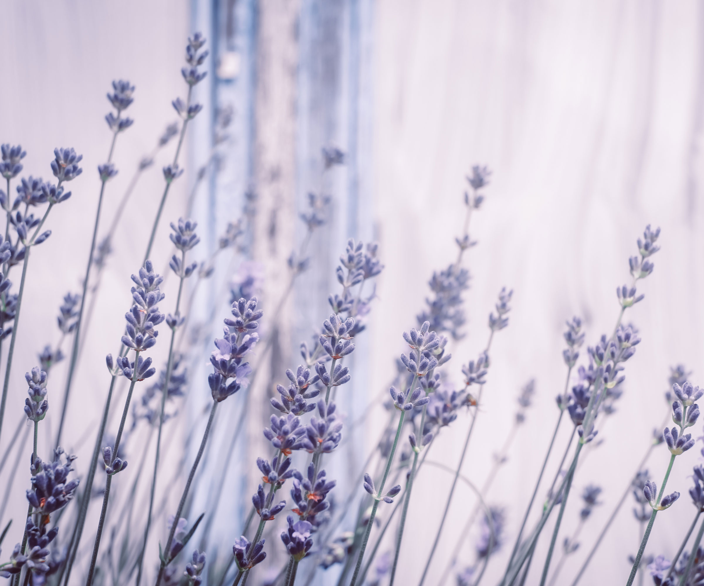 lavender plant near bedroom window with white curtain