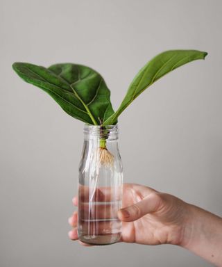A person holding a rooted fiddle leaf fig cutting in a bottle of water