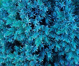 juniper blue star showing teal blue foliage