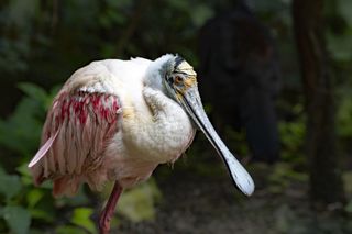 GuruShots - Animal Kingdom