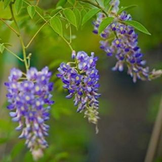 Blue Moon Wisteria Vine 