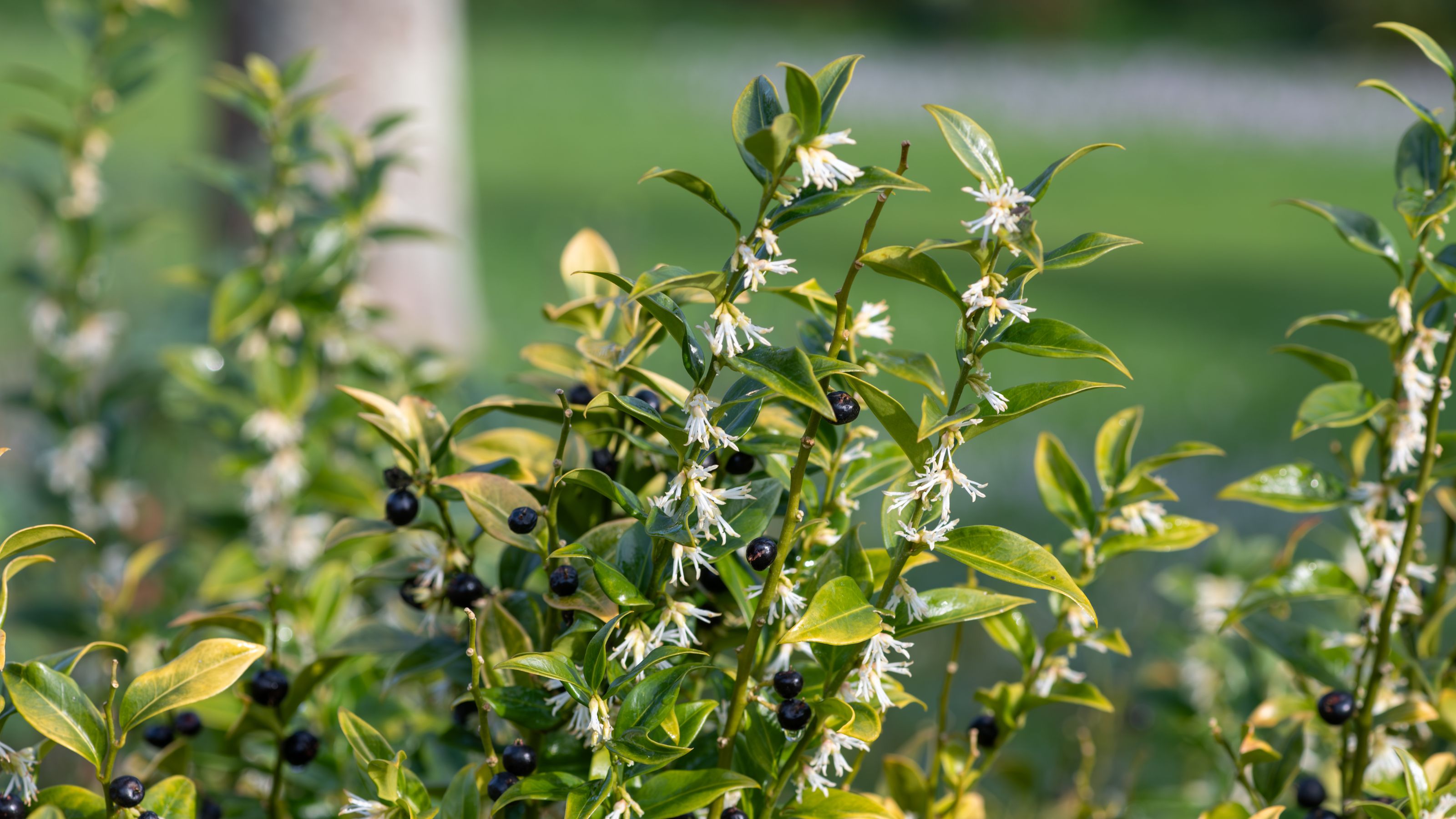 Sarcococca confusa (sweet box or Christmas box) growing in garden