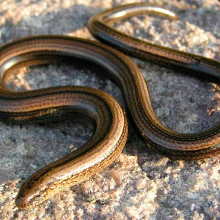 brown snake on ground