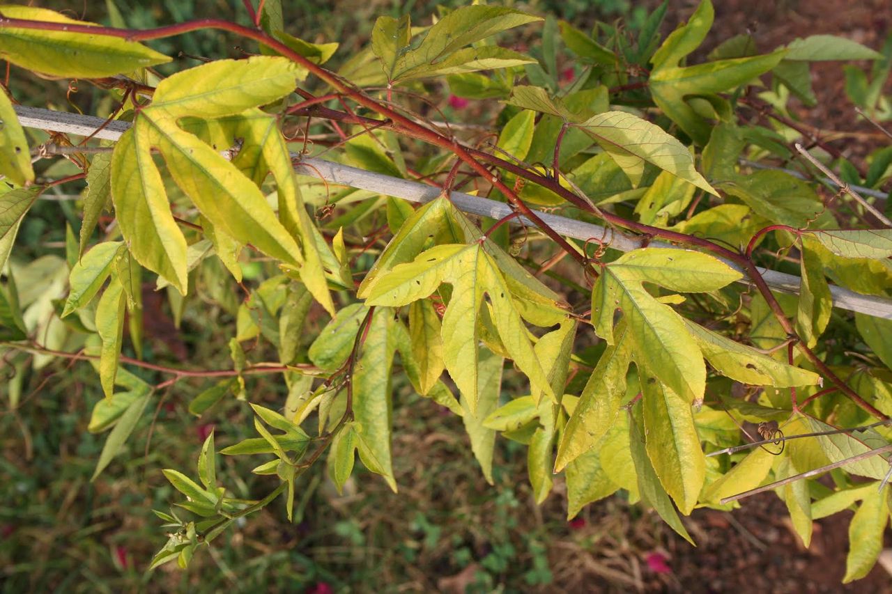 Diseased Passion Vine Plant