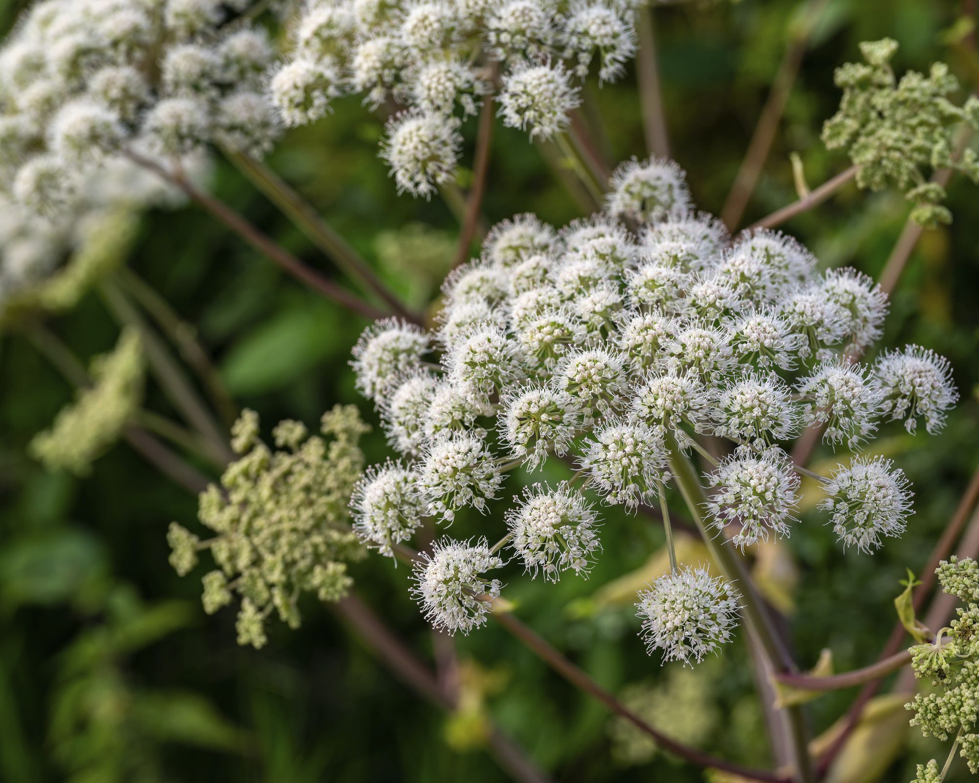 Angelica plant