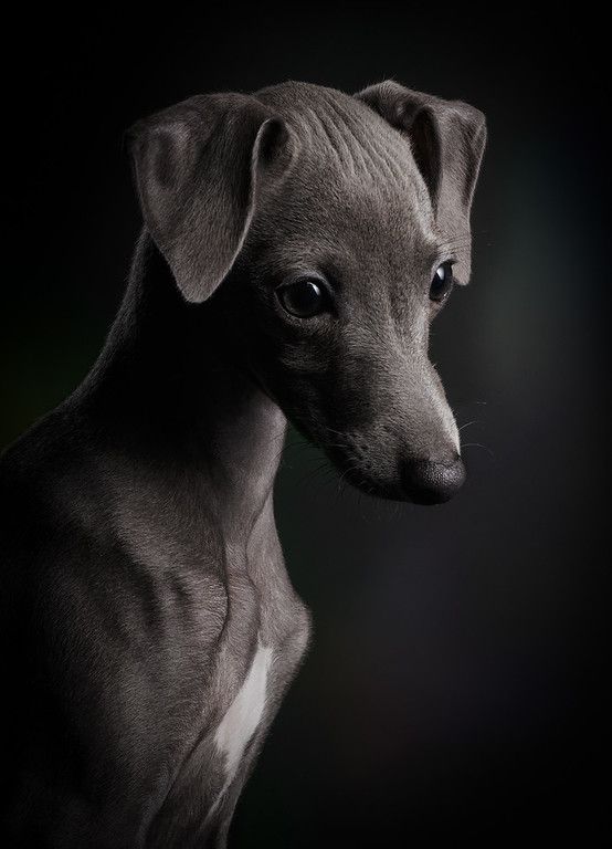 Dogs 2