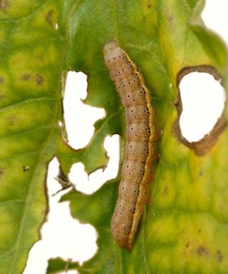 tomato moth caterpillar