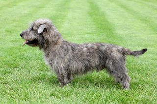 Typical Irish Glen of Imaal Terrier on the green grass