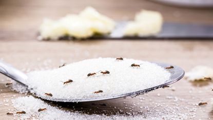 ants in a house on a spoon of sugar