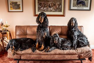 Gordon Setters