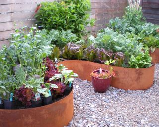 Curved steel raised garden beds in a gravel garden