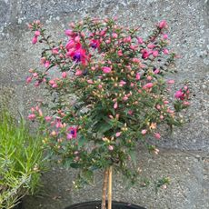 Pink and purple flowering standard fuchsia plant next to garden wall