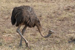 Ostrich (Struthio camelus) foraging on the savanna.