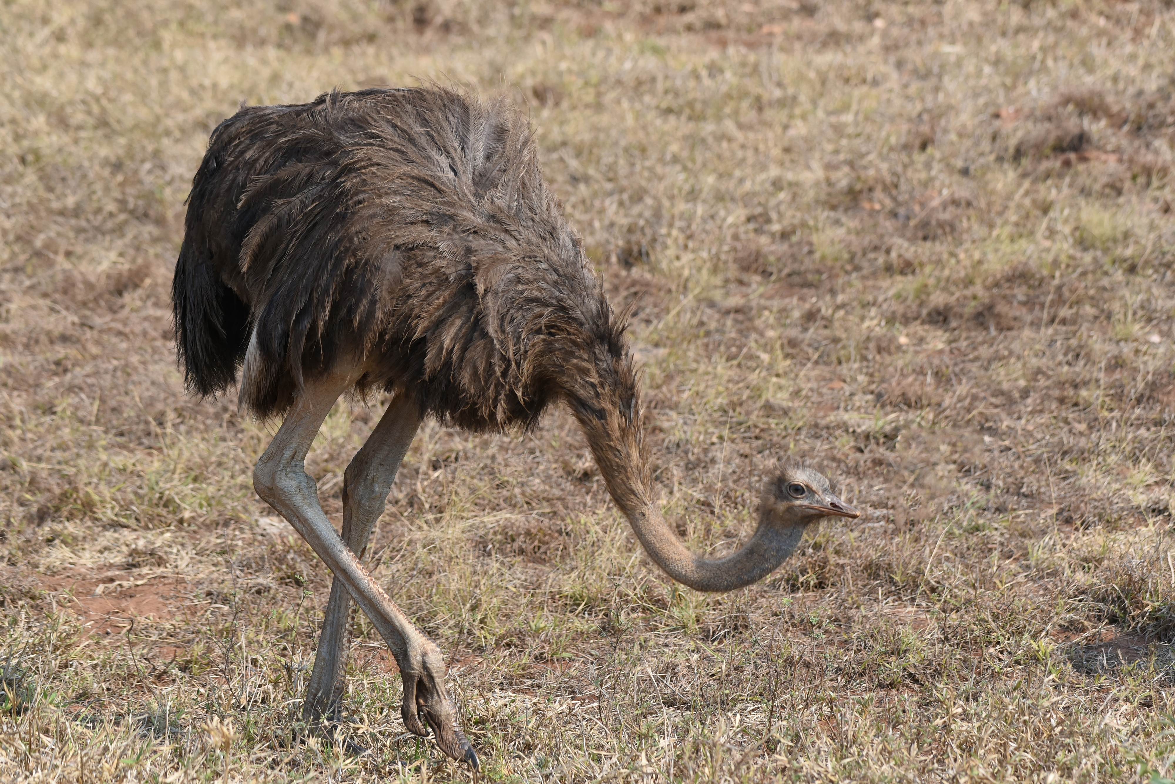 Ostrich (Struthio camelus) foraging on the savannah.