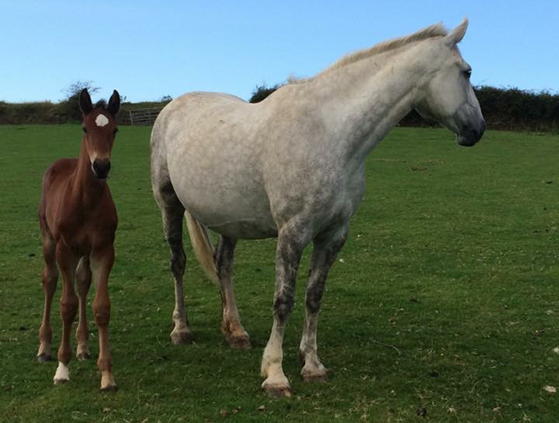 petefoal