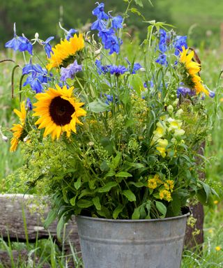delphiniums and sunflowers planted in a metal bucket container