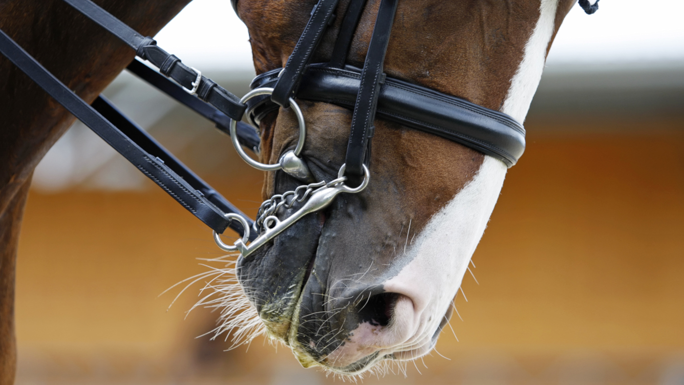 double bridle ban Denmark