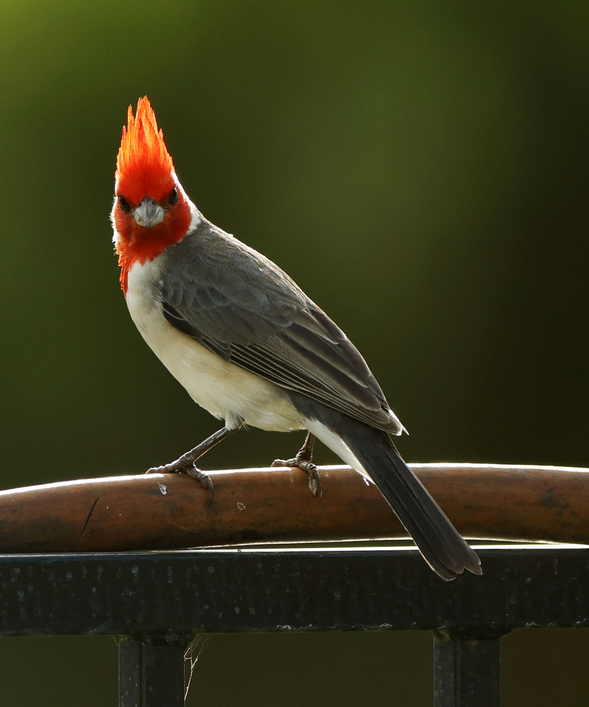 A red-crested cardinal is seen during the third round of the Sony Open in Hawaii 2025 at Waialae Country Club on January 11, 2025 in Honolulu, Hawaii
