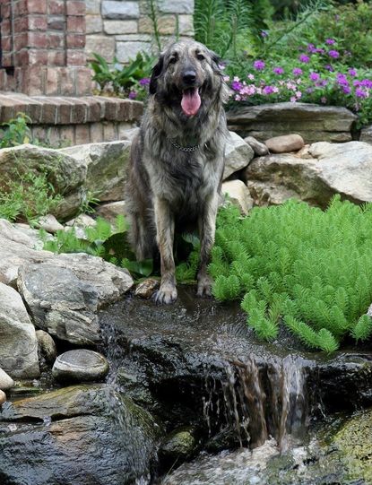Large Dog Sitting In Plant Garden With Small Rock Waterfall