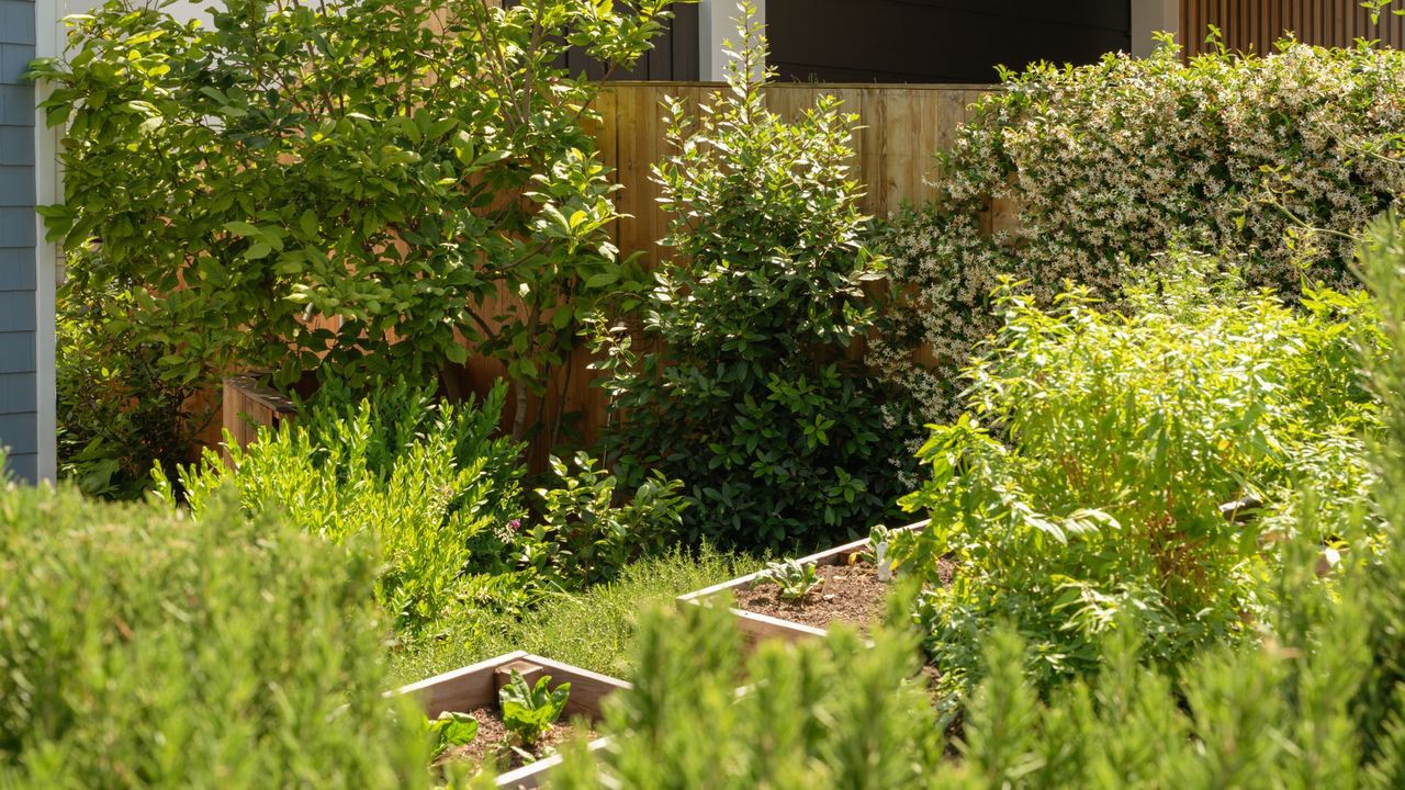 A vegetable garden with raised beds