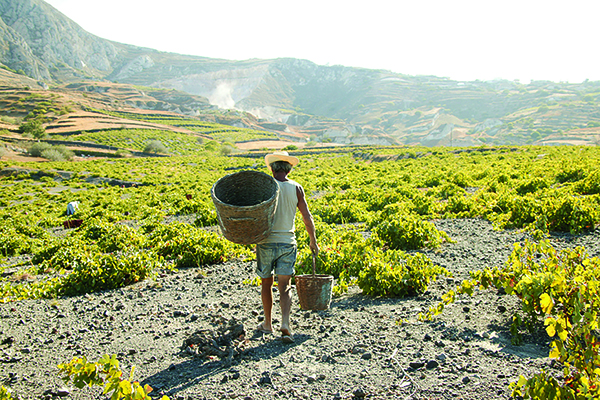 DEC303.greek_assyrtiko.harvest3.jpg