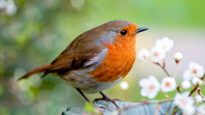 Robin in garden