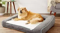 Golden retriever on the Frisco Plush Orthopedic Front Bolster Bed