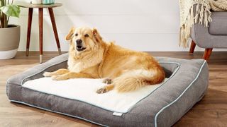 Golden retriever on the Frisco Plush Orthopedic Large Dog Bed