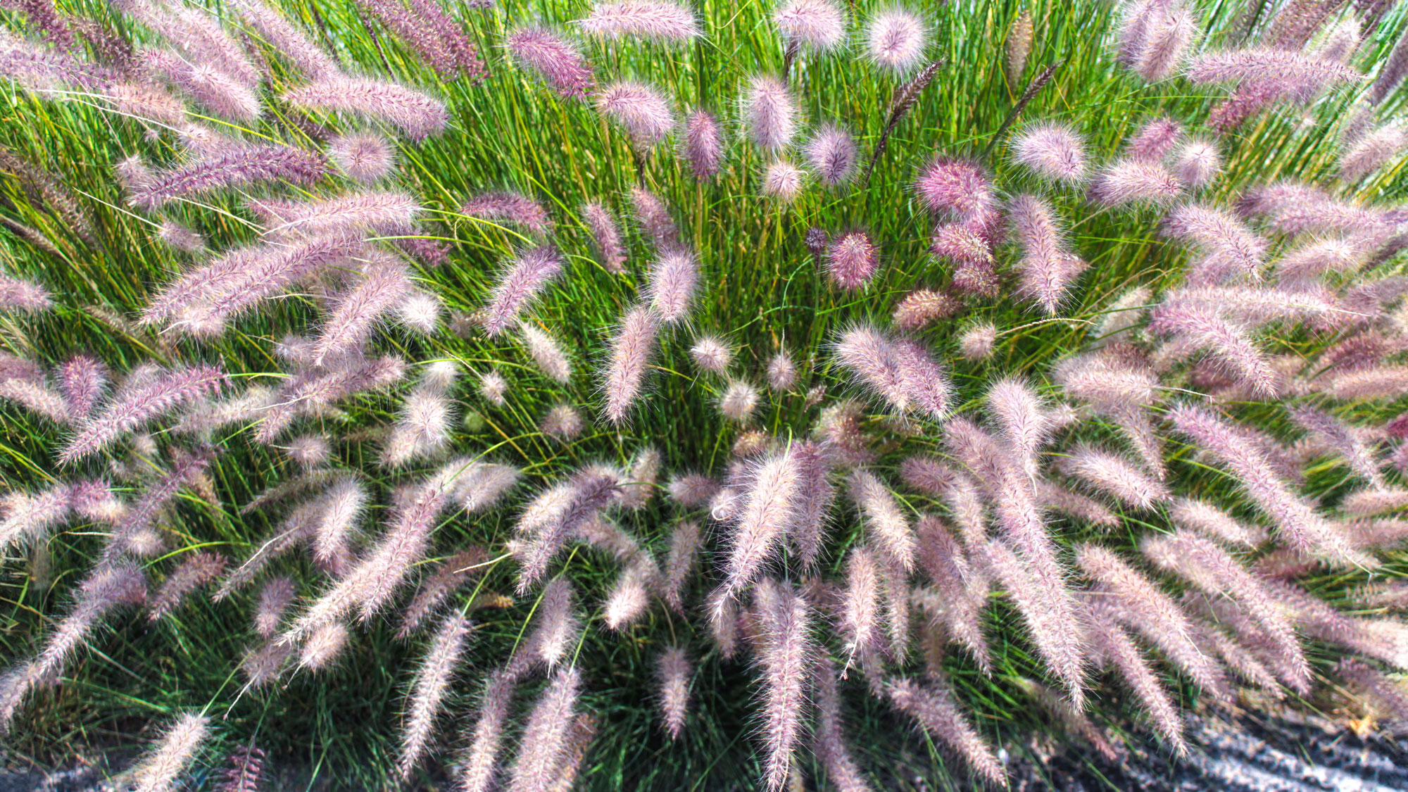 pale purple ornamental grass with large feather heads