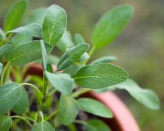 Sage growing in terracotta pot