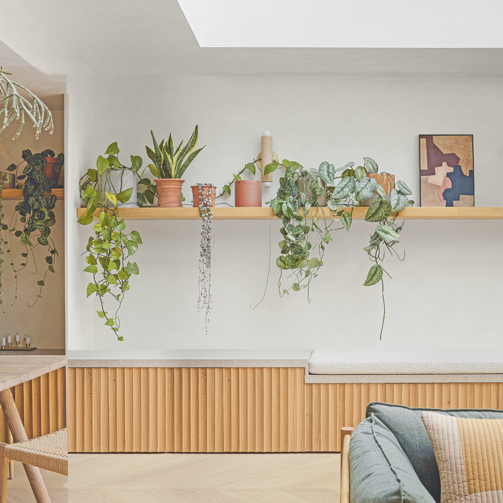 Green houseplants in a terracotta pot on a wood shelf in a dining room.