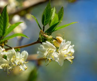 Winter honeysuckle flowers