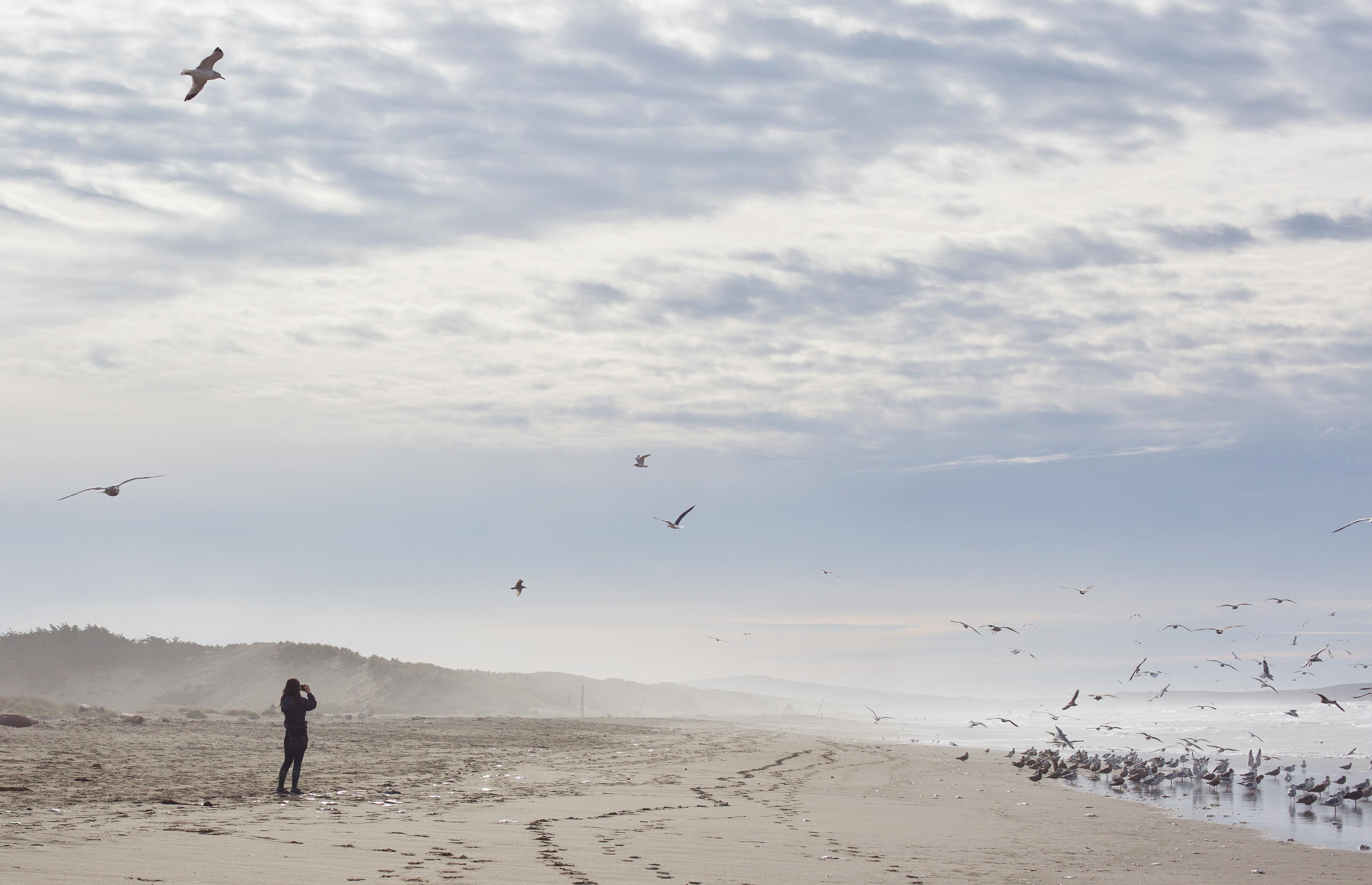 Bodega Bay, CA