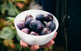 Person holding a bowl of low calorie fruits, plums